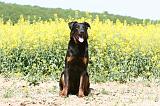 BEAUCERON 808